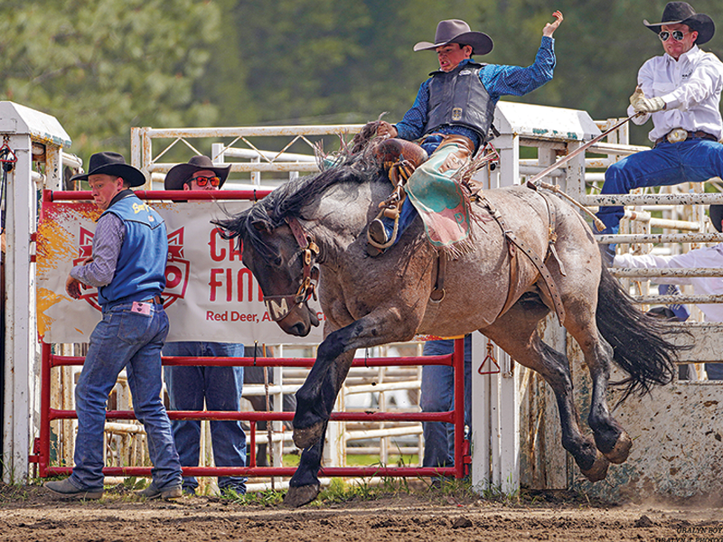 kelly plitz reining, colten powell show jumping, colten powell bronc rider, kelly plitz reining, tina thompson eventing, tina thompson endurance, changing horse discipliens, tania millen