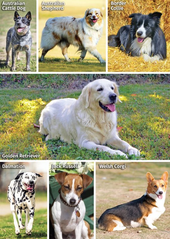 introduce dog horse farm, horses and dogs, the horse listener, herding dogs and horses, working dogs and horses