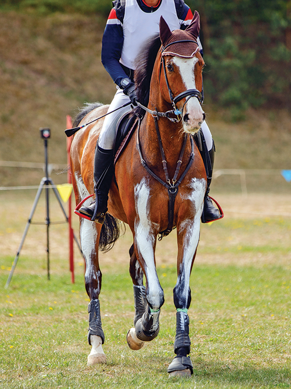annika Mcgivern, horse rider psychology, how to stay calm atop a horse, psychology for equestrians, mental horse riding, anxiety horse rider