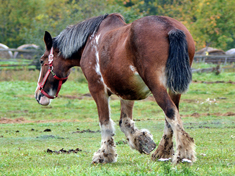 horse with burrs in fetlock, how to remove burrs from a horse's mane, burrs in horse's tail, first aid for burrs
