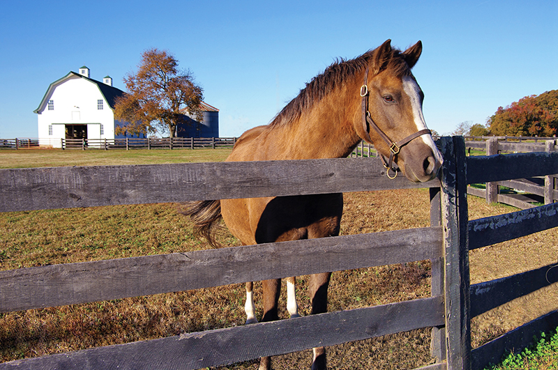 karen weslowski, legal contracts buying a horse property in canada, what to know when buying a horse property in canada