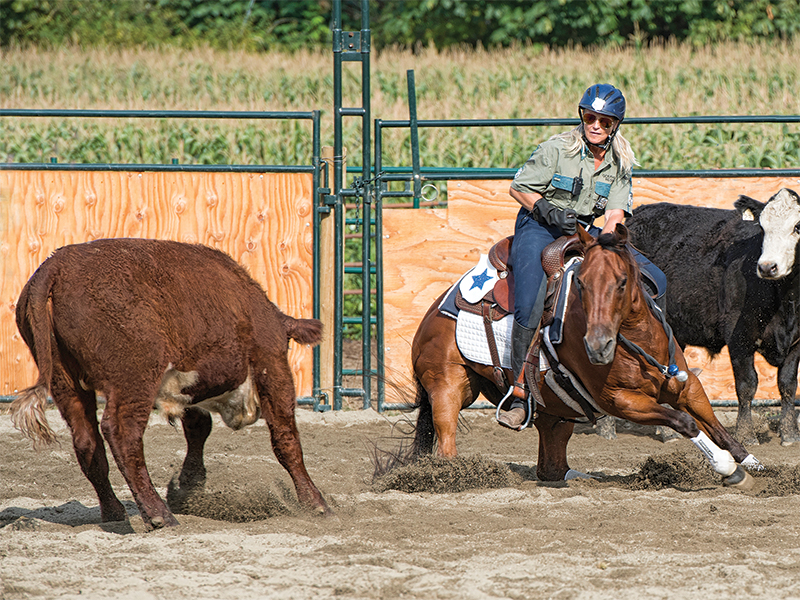 rules in cutting horse competitions, bc cutting horse association, heritage cutting classic chillwack bc, national cutting horse association, ontario cutting horse association, bill collins