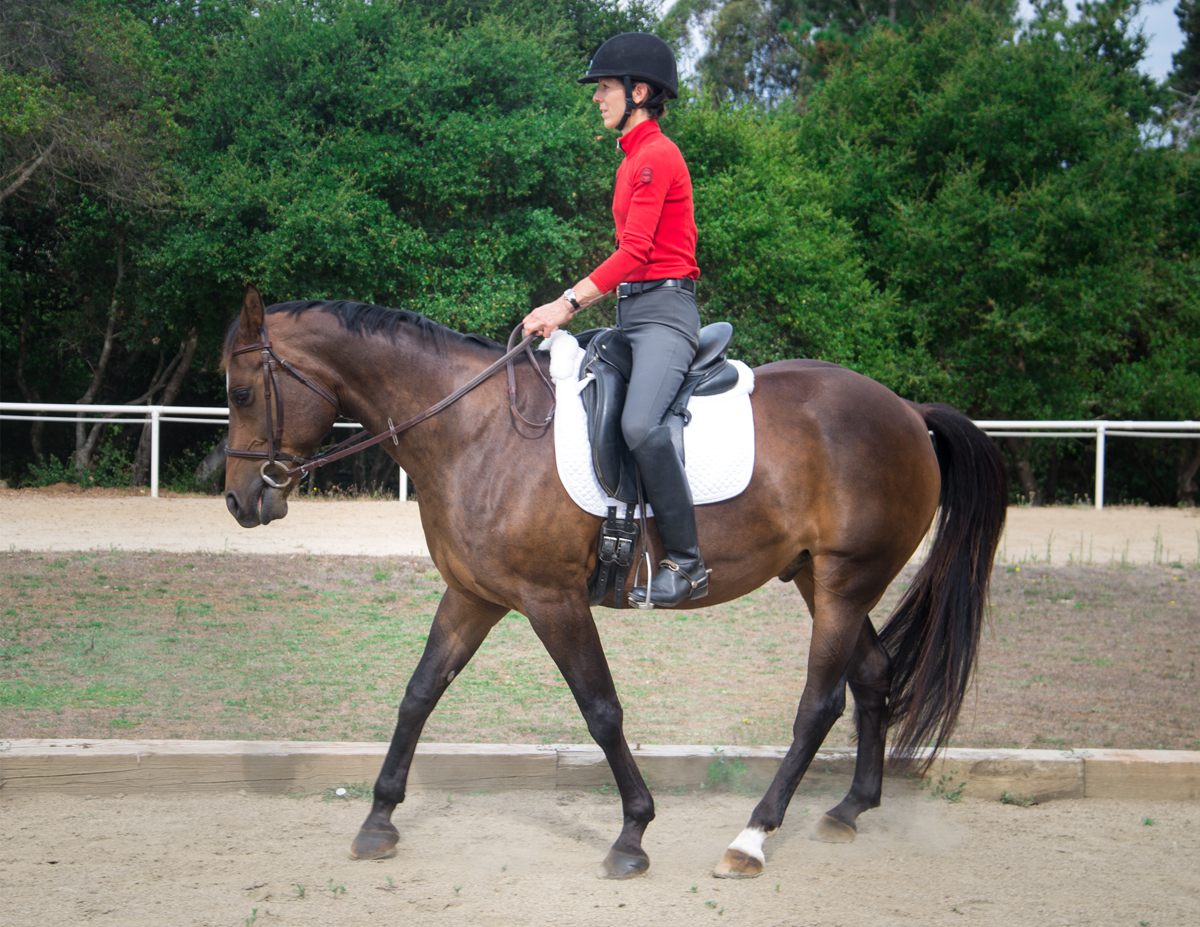 walking workouts horse, best way to exercise horse, exercising horse at walk, jec ballou