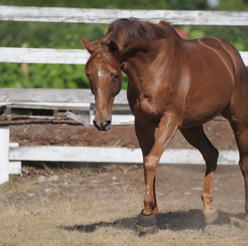 saying goodbye beloved horse, horse death, equine death