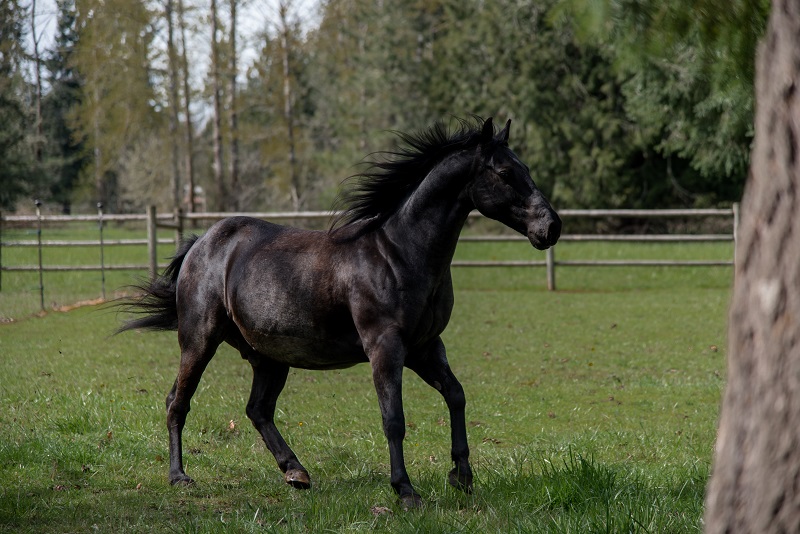 horse abuse, oregon horse abuse, equine neglect, animal legal defense fund, sound equine options non-profit horse abuse, oregon horse abuse, equine neglect, animal legal defense fund, sound equine options non-profit