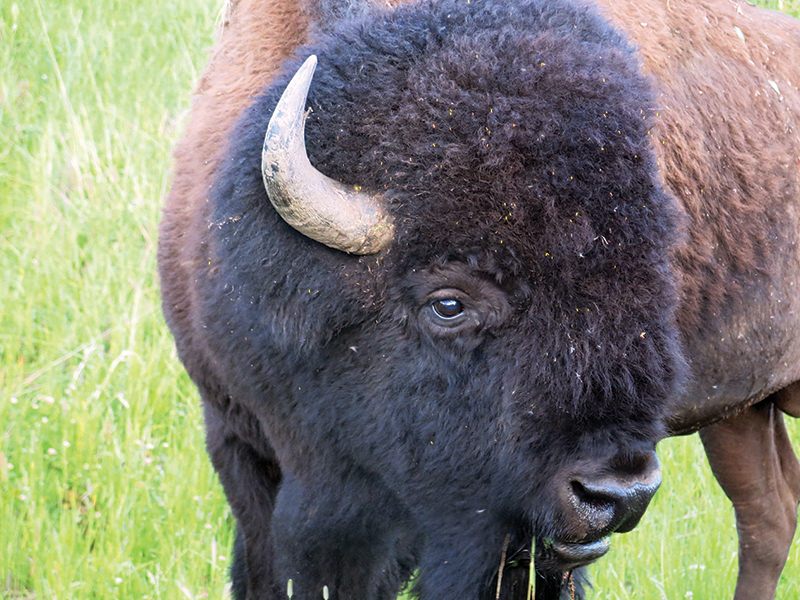 riding with bison in canada, bison in the canadian wilderness, horse riding with bison, Bison in Grasslands National Park