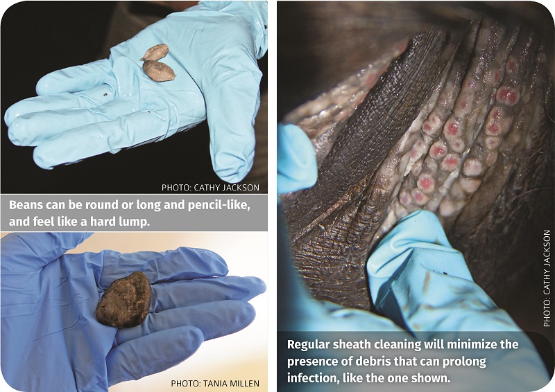 horse's sheath clean a horse's penis, groom a horse grooming tania millen ecolicious sheath cleaner smeg-u-later, penis infection my horse has a sheath infection