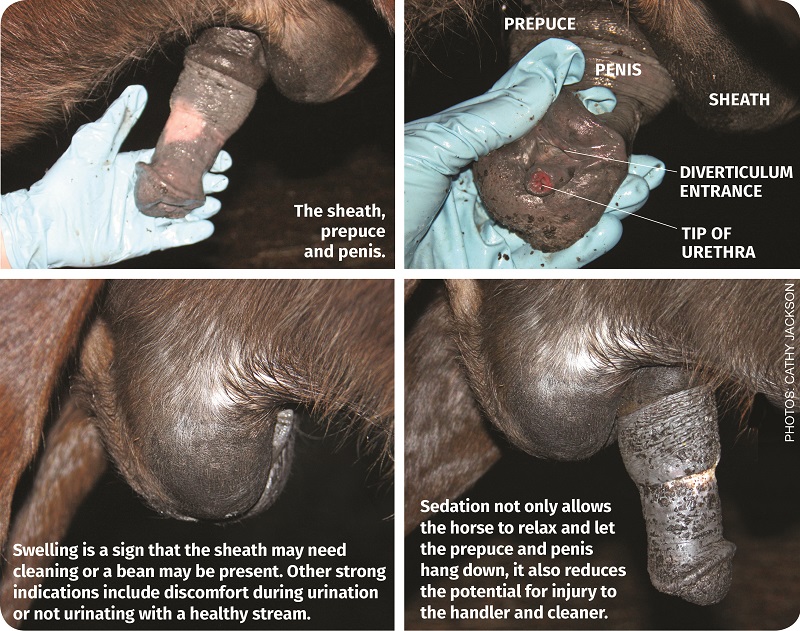 horse's sheath clean a horse's penis, groom a horse grooming tania millen ecolicious sheath cleaner smeg-u-later, penis infection my horse has a sheath infection