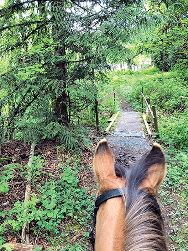 equine first aid, travelling with horses, safe trail riding, safe horse riding, safe equine first aid, horse's wounds, how to take a horse's heart rate, take horse temperature, check if a horse hydrated