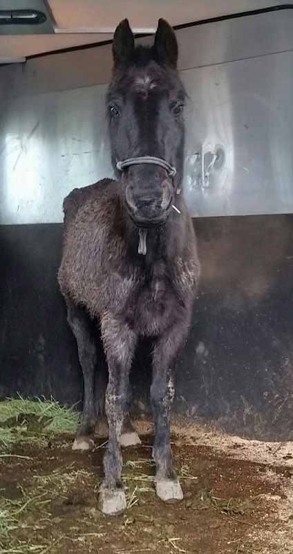 horse abuse, oregon horse abuse, equine neglect, animal legal defense fund, sound equine options non-profit horse abuse, oregon horse abuse, equine neglect, animal legal defense fund, sound equine options non-profit