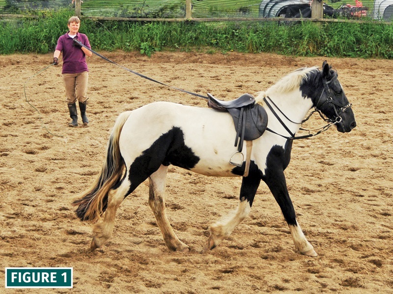how to lunge a horse, lindsay grice horse trainer, should i lunge horse, warming up horse