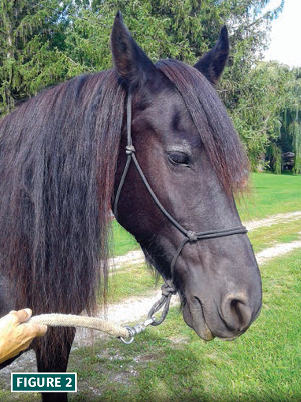 how to lunge a horse, lindsay grice horse trainer, should i lunge horse, warming up horse