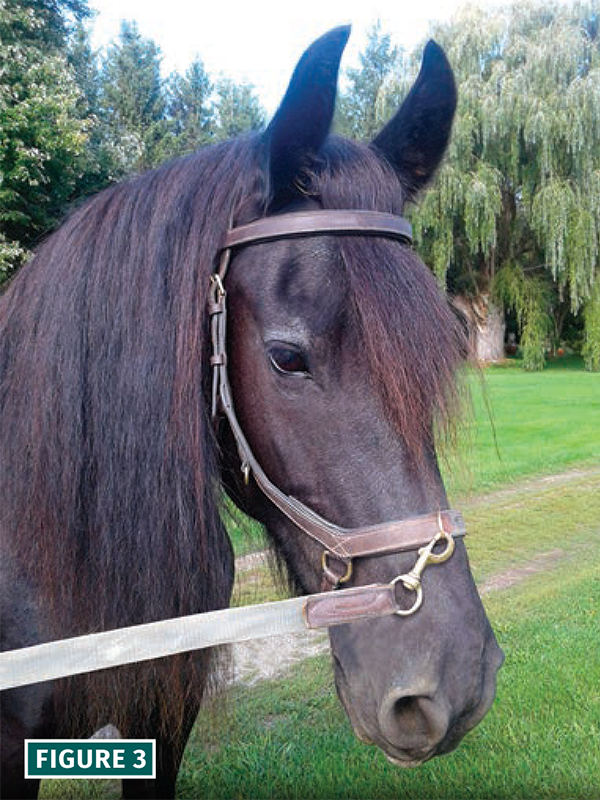 how to lunge a horse, lindsay grice horse trainer, should i lunge horse, warming up horse