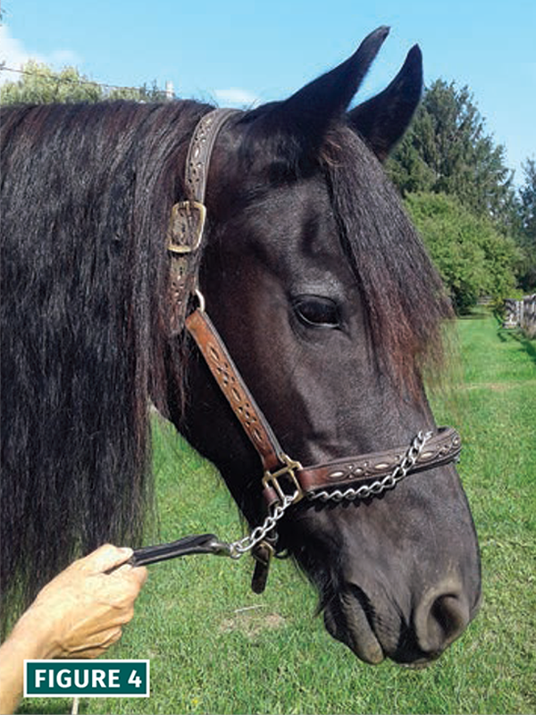how to lunge a horse, lindsay grice horse trainer, should i lunge horse, warming up horse