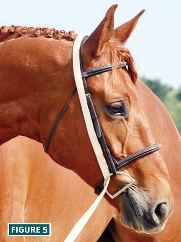 how to lunge a horse, lindsay grice horse trainer, should i lunge horse, warming up horse