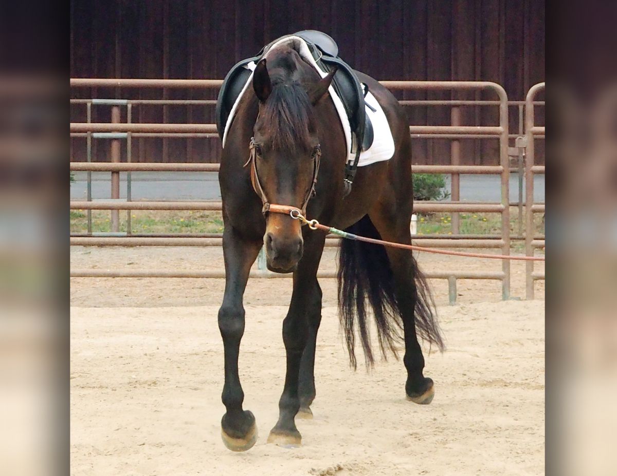 jec ballou equine trainer, using the long cavesson on horse, equine groundwork, lateral poll flexion horse
