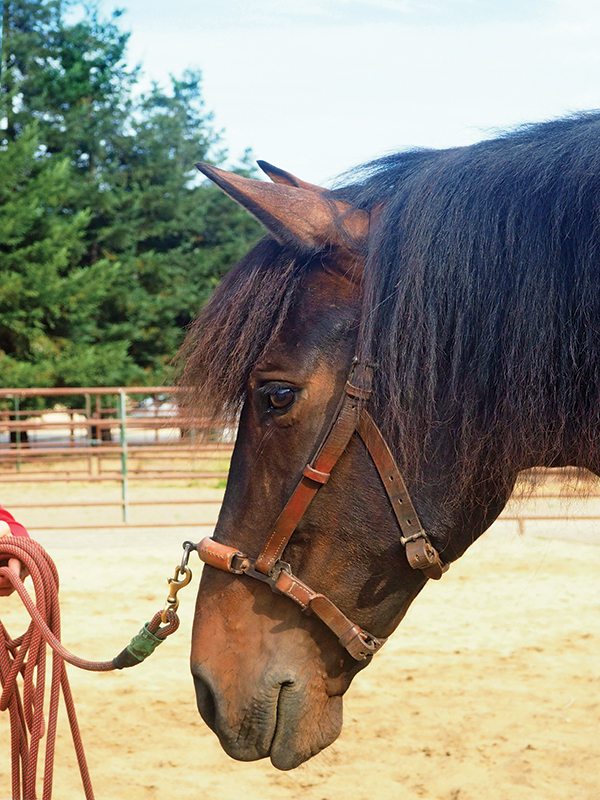jec ballou equine trainer, using the long cavesson on horse, equine groundwork, lateral poll flexion horse