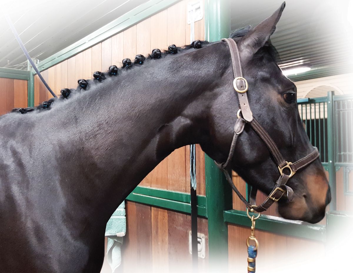 how to braid horse for hunter, how to braid horse for jumper, how to braid horse for dressage