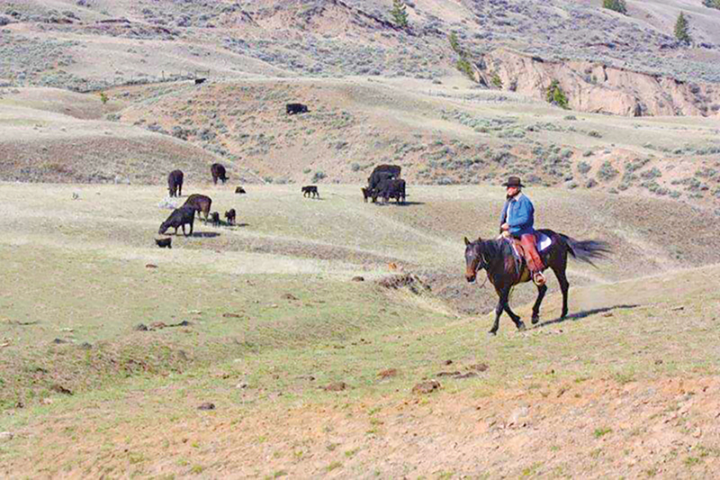 history of cowboys, cowboy qualities, modern-day cowboys, 21st Century Cowboy, cowboy history, cowboy traditions, cowboy clothing
