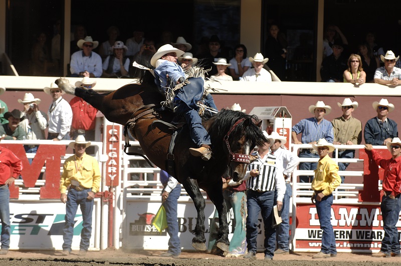 Coconut Roll horse, bareback competition horse coconut roll, rodeo stock contractor, coconut roll