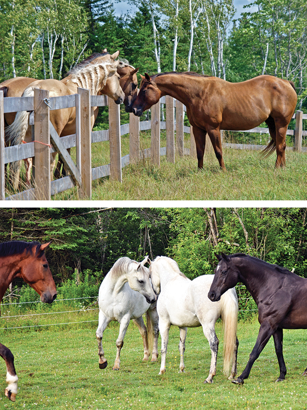 horse moving to new barn, horse relocation, horse trailer transport, horse settling into new home, horse herd introduction, horses in pasture, horse boarding facility, equine behaviour, horse welfare, horse turnout, horse owner Canada, horse management, horse adjustment to new environment, herd dynamics, Canadian horse industry
