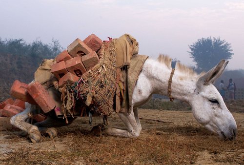 Official Charity of the FEI World Equestrian Games™ Tryon 2018 brooke, action for working horses and donkeys, brookeusa