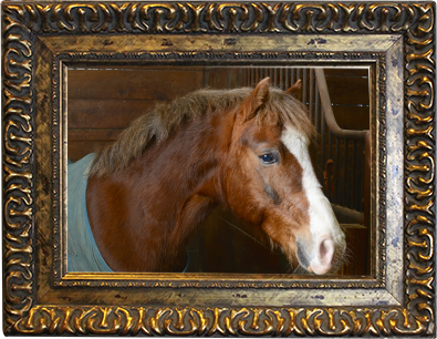 Sunnybrook STables barn fire, horses perish at Sunnybrook, horses die barn fire, ontario horse barn fire
