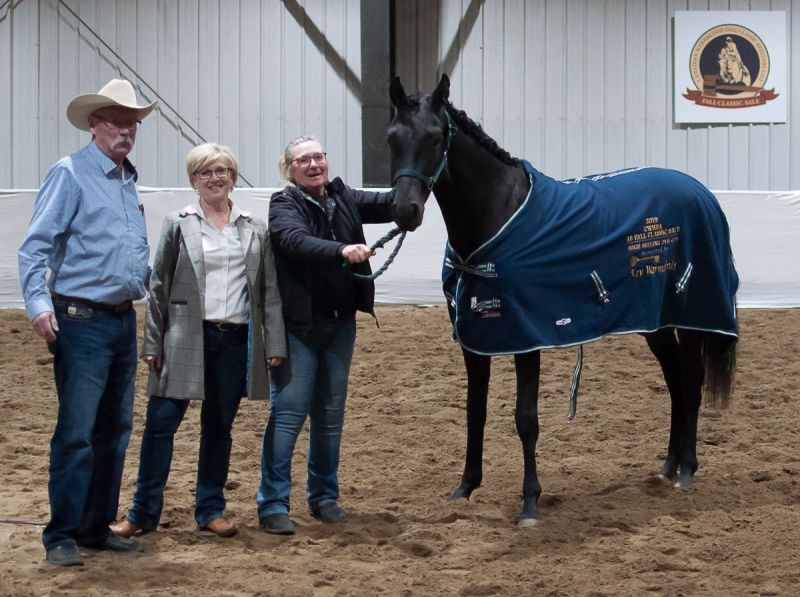 canadian warmblood fall classic sale, cwhba sale, red deer warmblood sale, 2019 warmblood sale, teresa van bryce