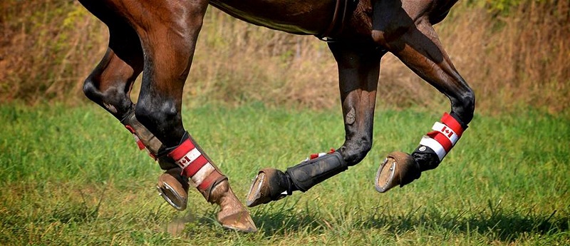 obtaining capital for Horse Sports, getting money for Horse Sport, gathering money for Horse Sport, Crowdfunding for horse sports obtaining capital for Horse Sports, getting money for Horse Sport, gathering money for Horse Sport, Crowdfunding for horse sports