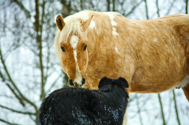 introduce dog horse farm, horses and dogs, the horse listener, herding dogs and horses, working dogs and horses