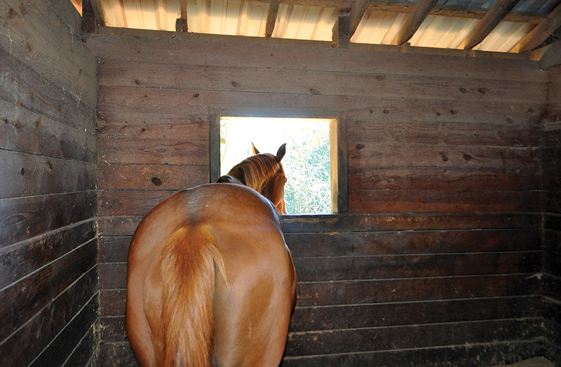 design Horse Stall layout, Eileen Wheeler, Ph.D., Professor of Agricultural Engineering, dimensions of horse stall, ventilating horse stall, equine respiratory, lights for horse stall, flooring for horse stall design Horse Stall layout, Eileen Wheeler, Ph.D., Professor of Agricultural Engineering, dimensions of horse stall, ventilating horse stall, equine respiratory, lights for horse stall, flooring for horse stall