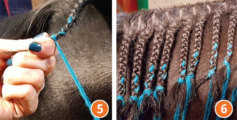 how to braid horse for hunter, how to braid horse for jumper, how to braid horse for dressage