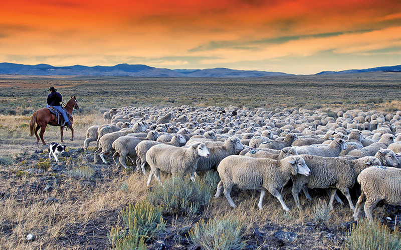 introduce dog horse farm, horses and dogs, the horse listener, herding dogs and horses, working dogs and horses