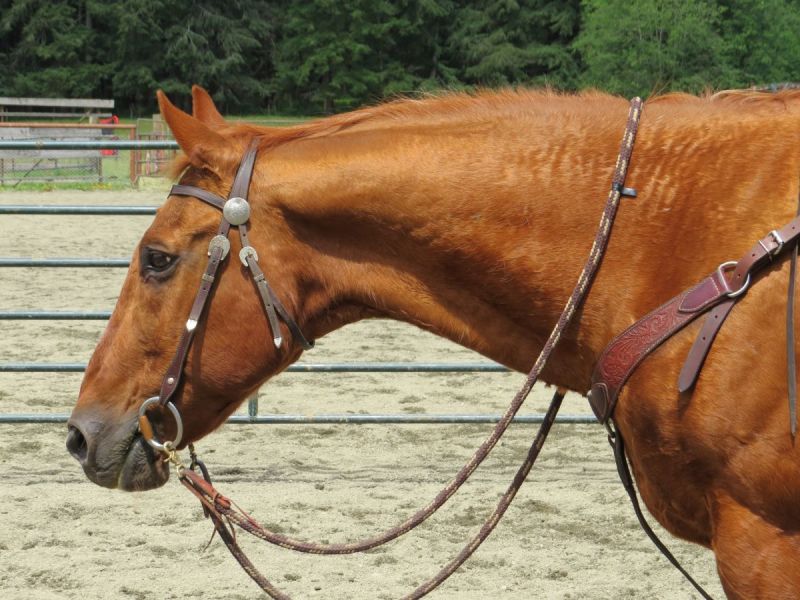  Easy Moon Delight cestnut quarter horse, mr easy quarter horse gelding doc bar linage water valley alberta victoria polo club