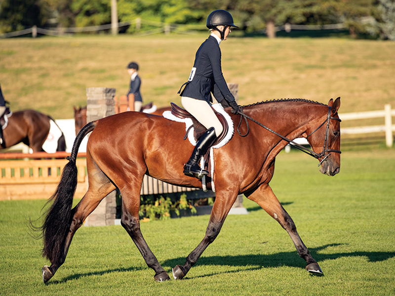 lindsay grice, flat class, how to judge a flat class, how to judge rail class, rules of a flat class, how to prepare flat class, lindsay grice