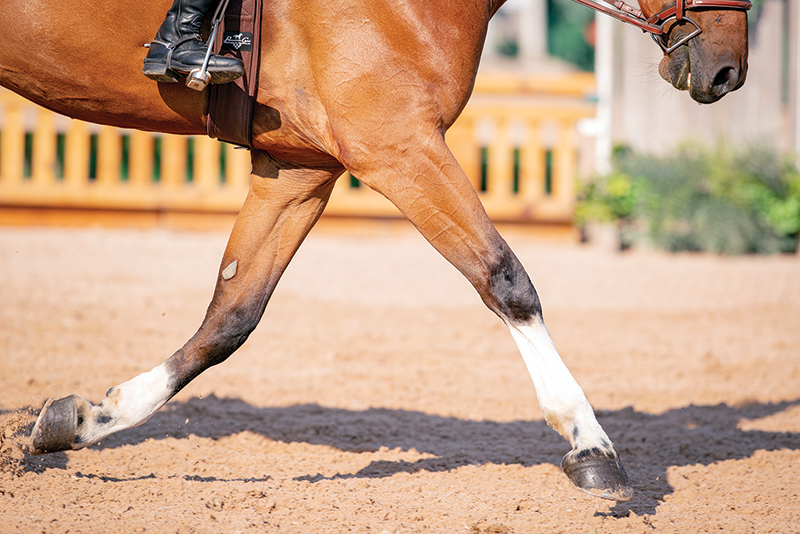 lindsay grice, flat class, how to judge a flat class, how to judge rail class, rules of a flat class, how to prepare flat class, lindsay grice