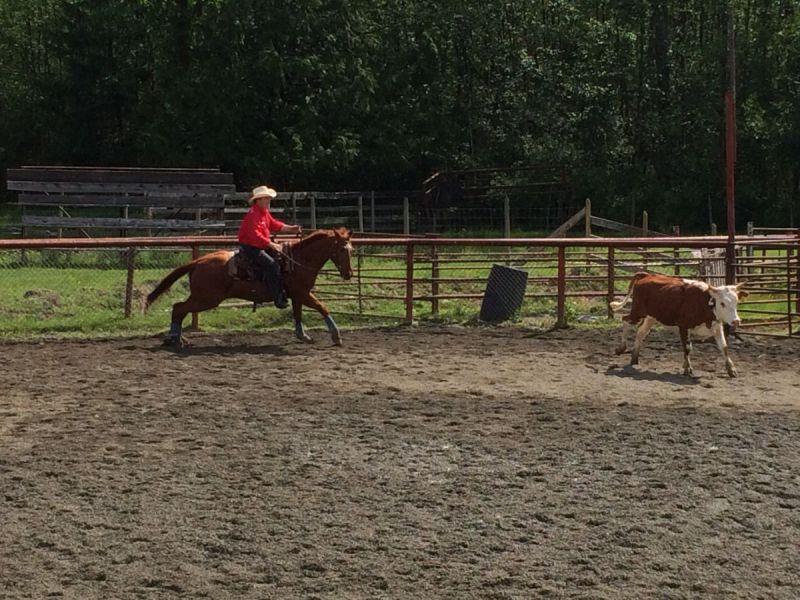  Easy Moon Delight cestnut quarter horse, mr easy quarter horse gelding doc bar linage water valley alberta victoria polo club