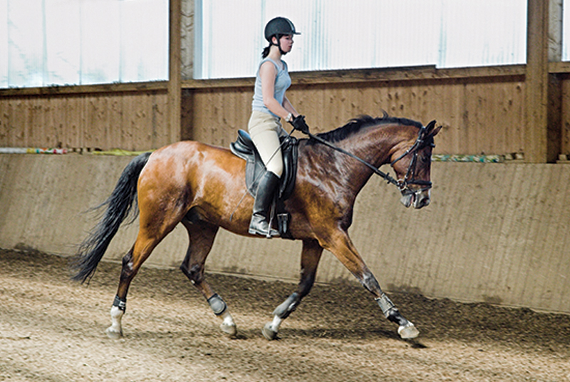 earning extra income horses, making money horses, tania millen, leasing a horse, composting manure