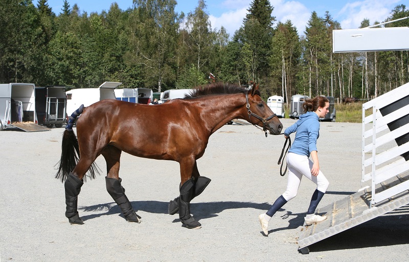 Inside Your Horse Trailer, horse to transport my horse safely, what type of horse trailer should i buy, best horse trailers, shipping fever, pleuropneumonia, kevan garecki Inside Your Horse Trailer, horse to transport my horse safely, what type of horse trailer should i buy, best horse trailers, shipping fever, pleuropneumonia, kevan garecki