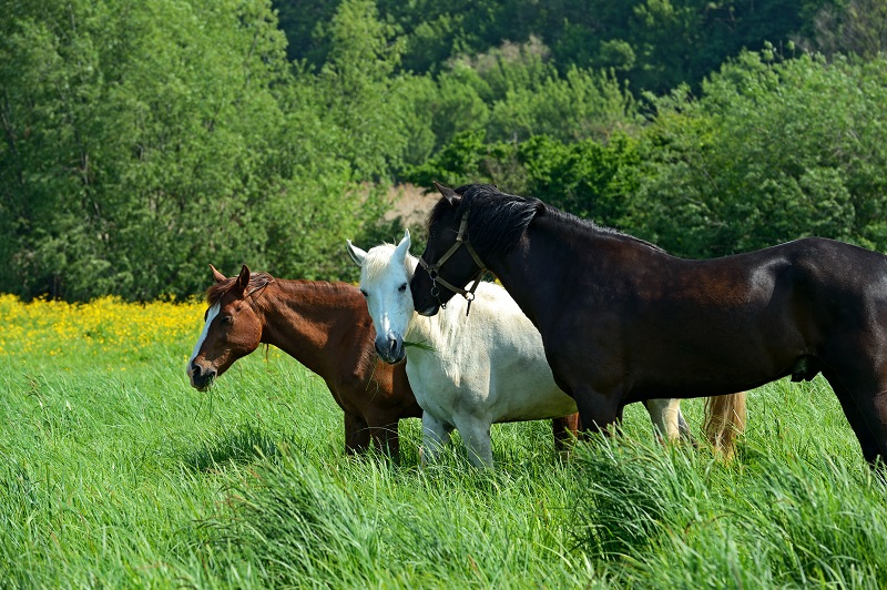 removing ticks from horses, equine guelph, how to get rid of a tick on my horse
