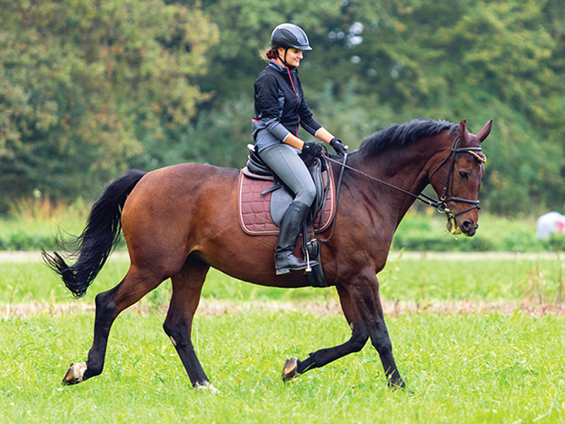 best warm up horse, horse rider warm up, jec ballou equine fitness, balanced horse rider, improve horse fitness