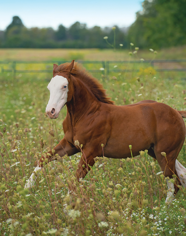 1/800 shutter speed, how to photograph horses, horse photography in motion, action photography horses, equine action photography, photography at horse events, photo of horse using phone, take best horse photos, how to take a conformation photo of horse, make horse look good in photo, shawn hamilton