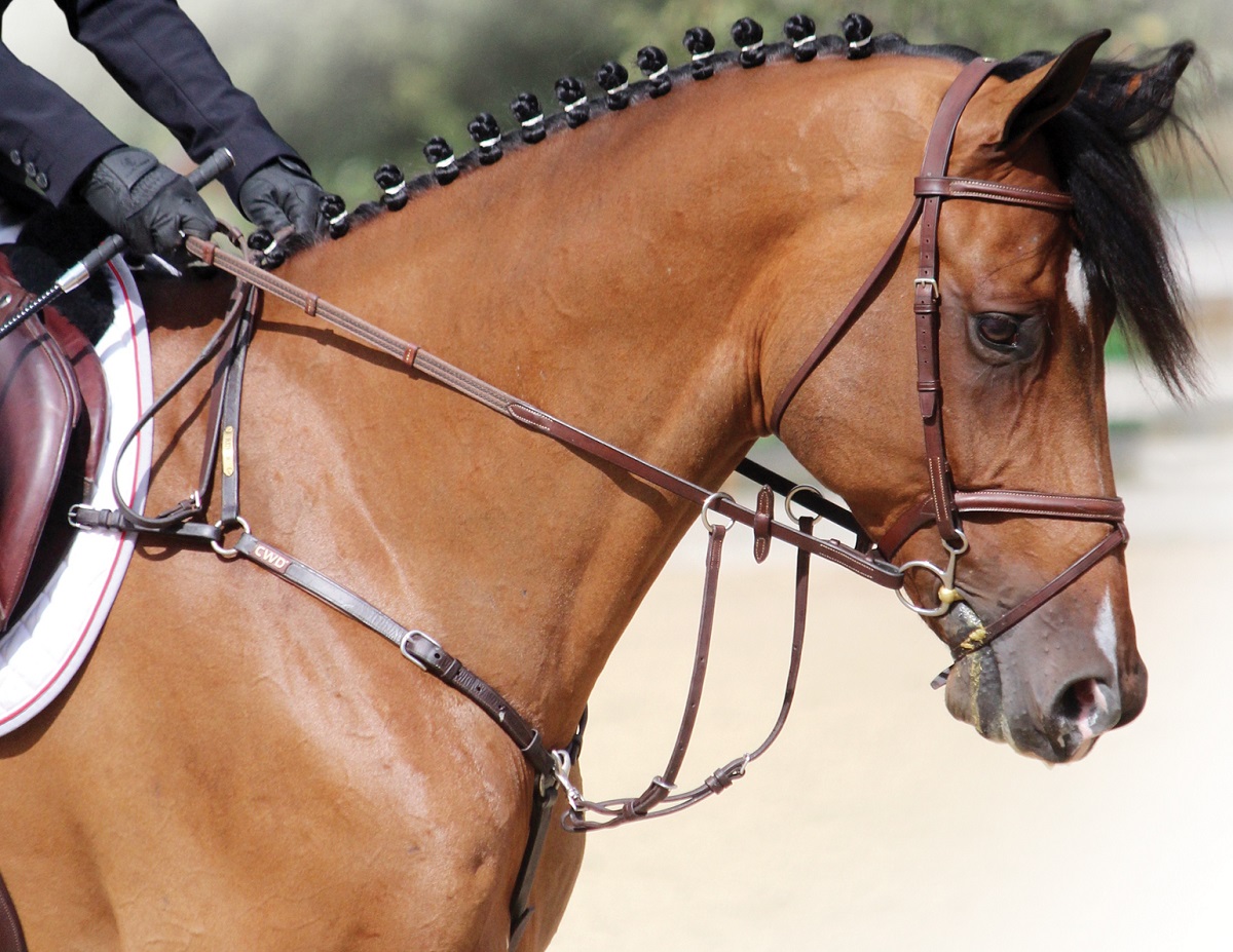 how to braid horse for hunter, how to braid horse for jumper, how to braid horse for dressage