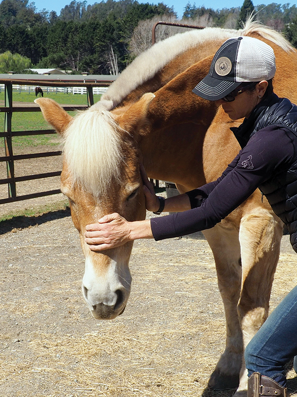 horse exercises for lightness, lateral poll flexion exercises, schaukel horse training, jec ballou horse trainer, ground pole exercises horses, improving contact with horses