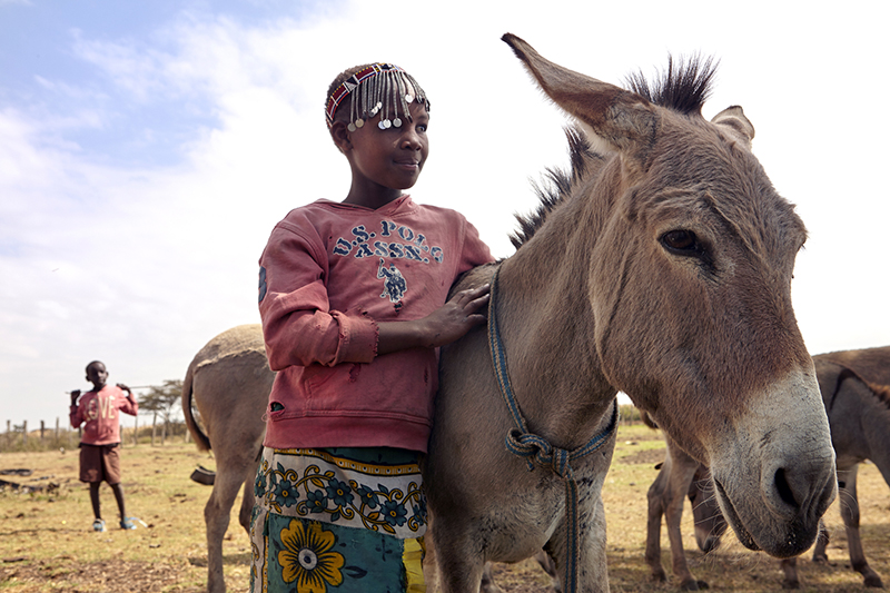brooke usa, ejiao donkey skin trade, amazon ejiao, health products ejiao, donate to help donkeys worldwide, donkeys third world countries