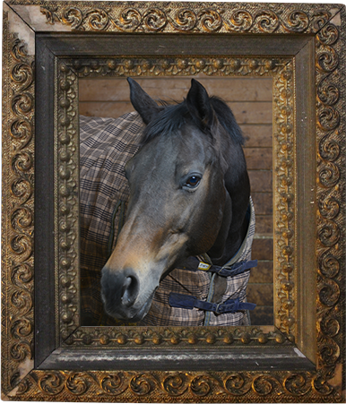 Sunnybrook STables barn fire, horses perish at Sunnybrook, horses die barn fire, ontario horse barn fire