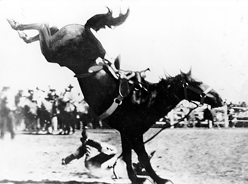 Midnight horse, Jim McNab Cottonwood Ranch, remarkable canadian horse Midnight horse