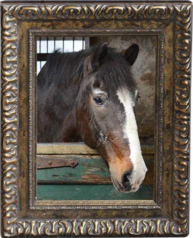 Sunnybrook STables barn fire, horses perish at Sunnybrook, horses die barn fire, ontario horse barn fire