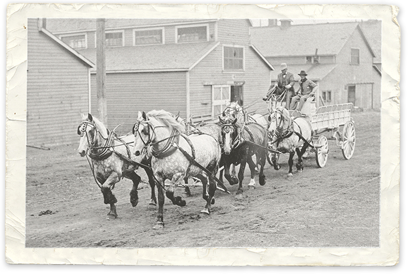 history of horses in canada, canadian horse history, Sir Donald Smith, Edward Mallandaine, canadian equine history history of horses in canada, canadian horse history, Sir Donald Smith, Edward Mallandaine, canadian equine history
