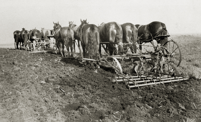 history of horses in canada, canadian horse history, Sir Donald Smith, Edward Mallandaine, canadian equine history history of horses in canada, canadian horse history, Sir Donald Smith, Edward Mallandaine, canadian equine history